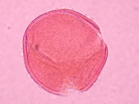 Lob pigm